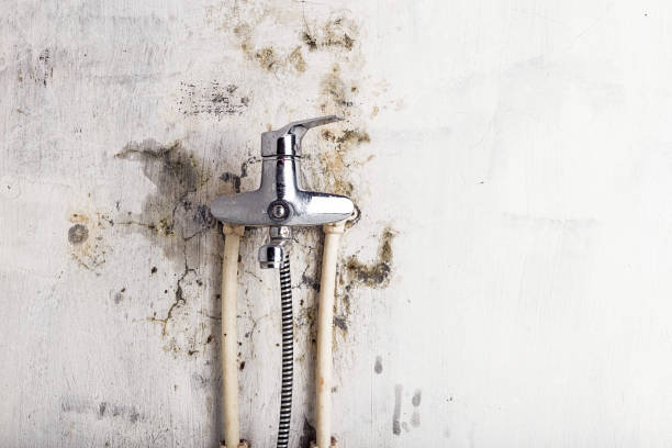 Alma, GA Mold Removal Company