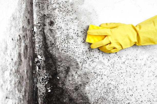 Home Mold Removal in Alma, GA