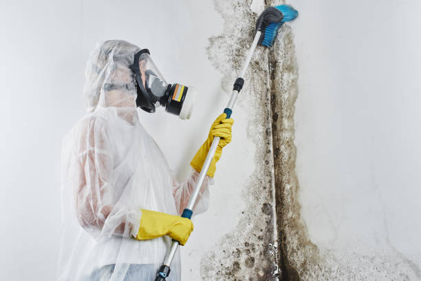 Best Home Mold Removal  in Alma, GA