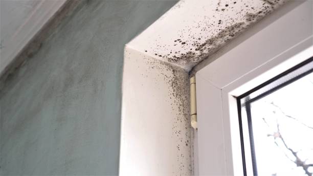 Best Crawl Space Mold Removal  in Alma, GA