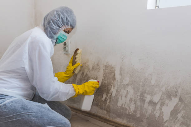 Best Professional Mold Removal  in Alma, GA