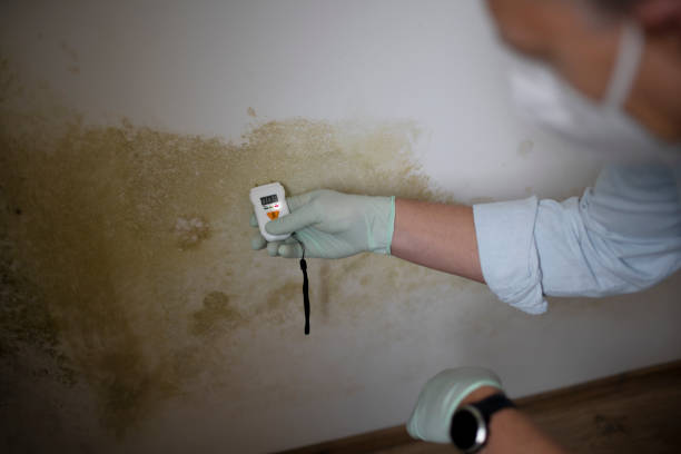 Best Commercial Mold Removal  in Alma, GA