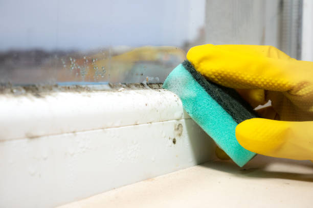 Best Affordable Mold Removal  in Alma, GA