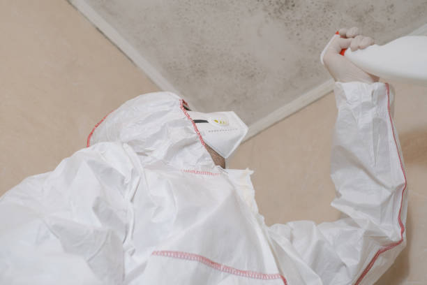Best Mold Inspection  in Alma, GA
