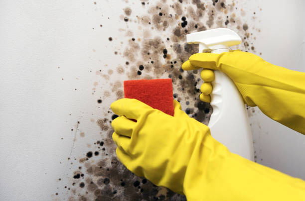 Mold Removal and Inspection in Alma, GA