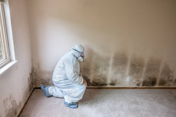 Best Office Mold Removal Services  in Alma, GA