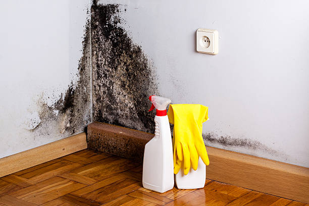 Best Emergency Mold Removal  in Alma, GA