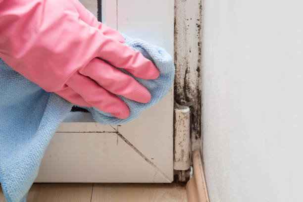 Best Certified Mold Removal  in Alma, GA
