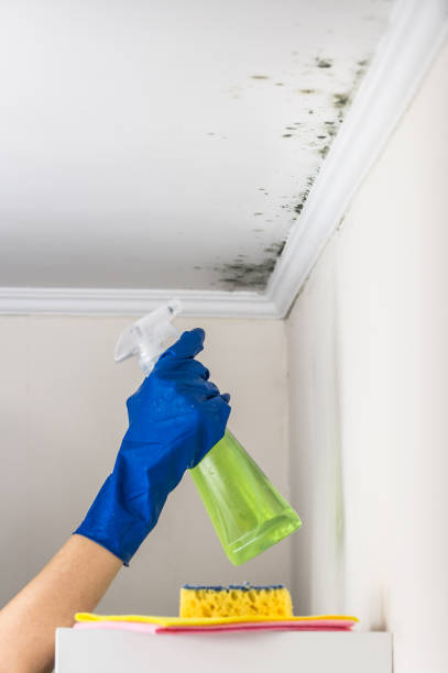 Best Professional Mold Removal  in Alma, GA