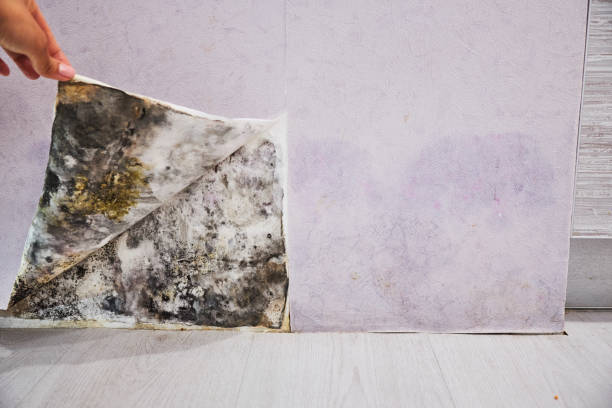 Office Mold Removal Services in Alma, GA